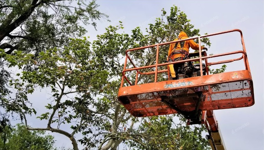 Manutenção de áreas verdes urbanas
